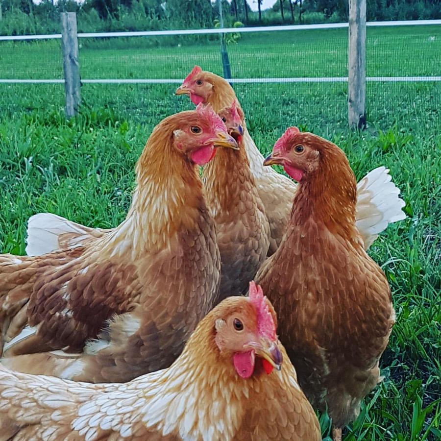 Corte Malpensata Bigarello 外观 照片
